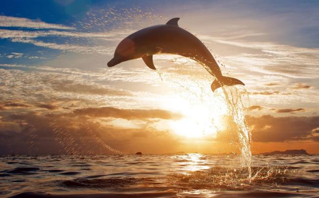 Verzameling van de mooiste dolfijnen