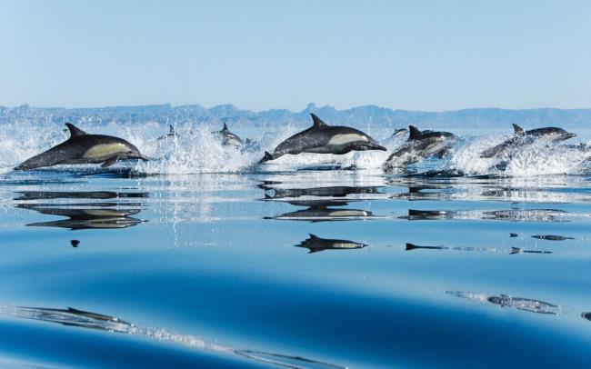 Sammlung der schönsten Delfine