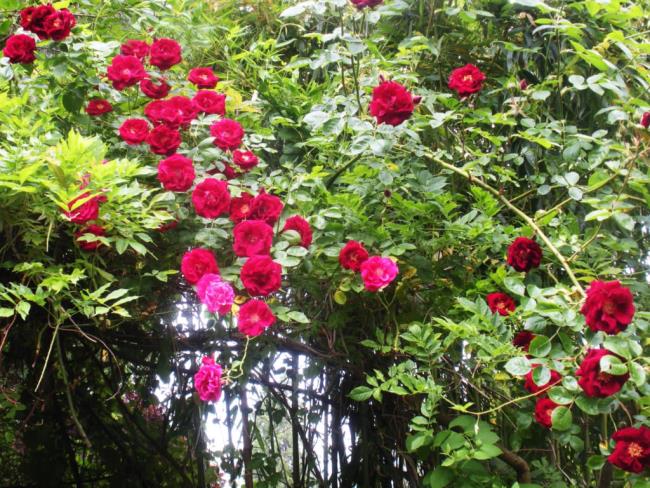सबसे सुंदर चढ़ाई गुलाब का संग्रह