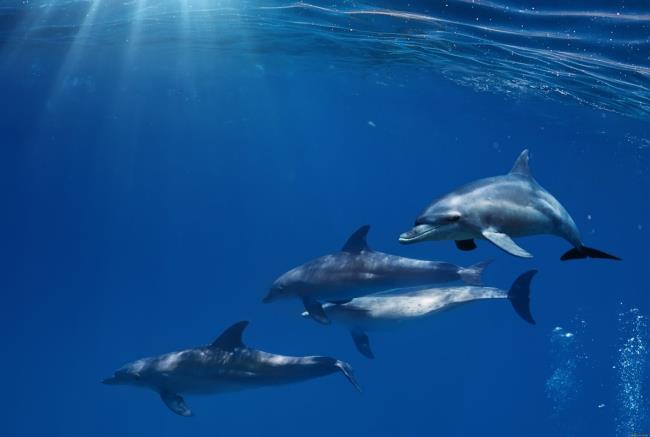 مجموعة من اجمل الدلافين
