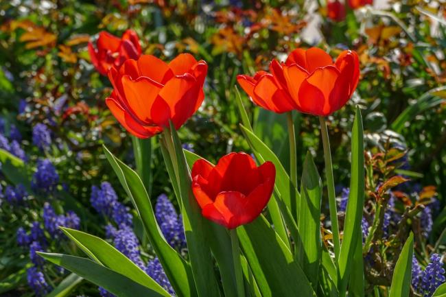 Beautiful red tulips images 