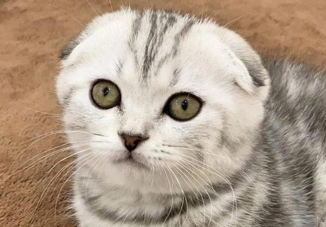 Ringkasan telinga kucing Lipat Skotlandia paling indah
