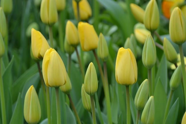 Beautiful yellow tulips images