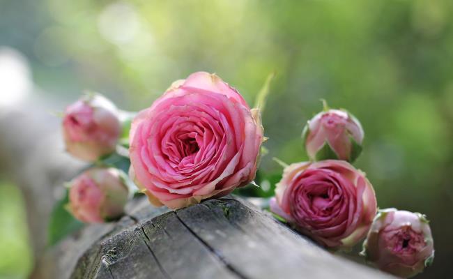 Koleksi bunga mawar yang paling indah