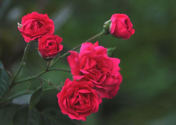 Afbeeldingen combineren van de mooiste salie rozen