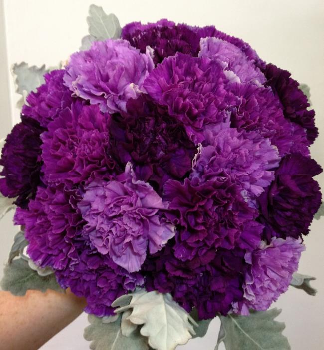 Menggabungkan gambar anyelir ungu yang paling indah