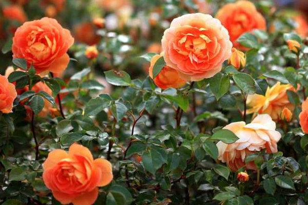 ترکیب تصاویر از زیباترین گلهای مریم گلی