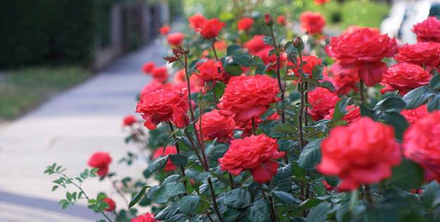 Combiner des images des plus belles roses de sauge