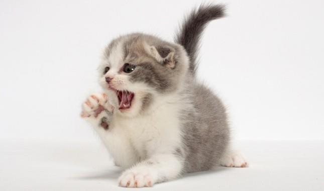 Краткая информация о самых красивых кошачьих ушах Скоттиш фолд