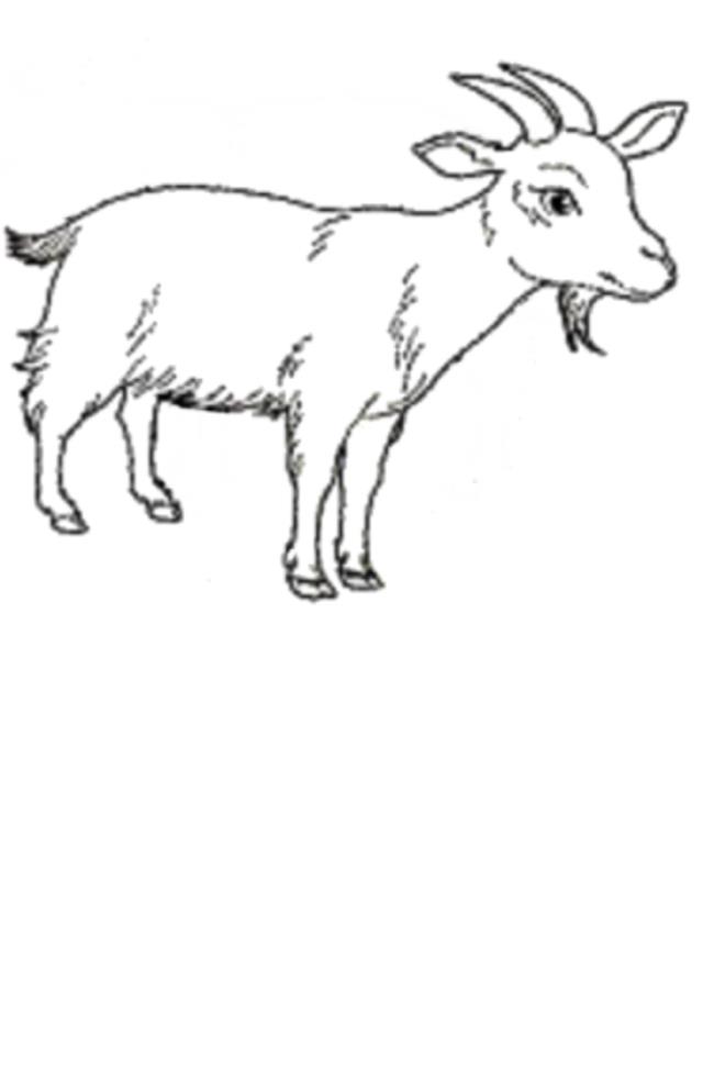 Collection of the best funny coloring pictures of goats for kids