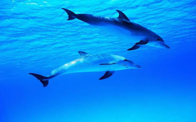 مجموعة من اجمل الدلافين