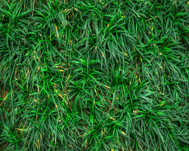 Коллекция самых красивых обоев зеленой травы