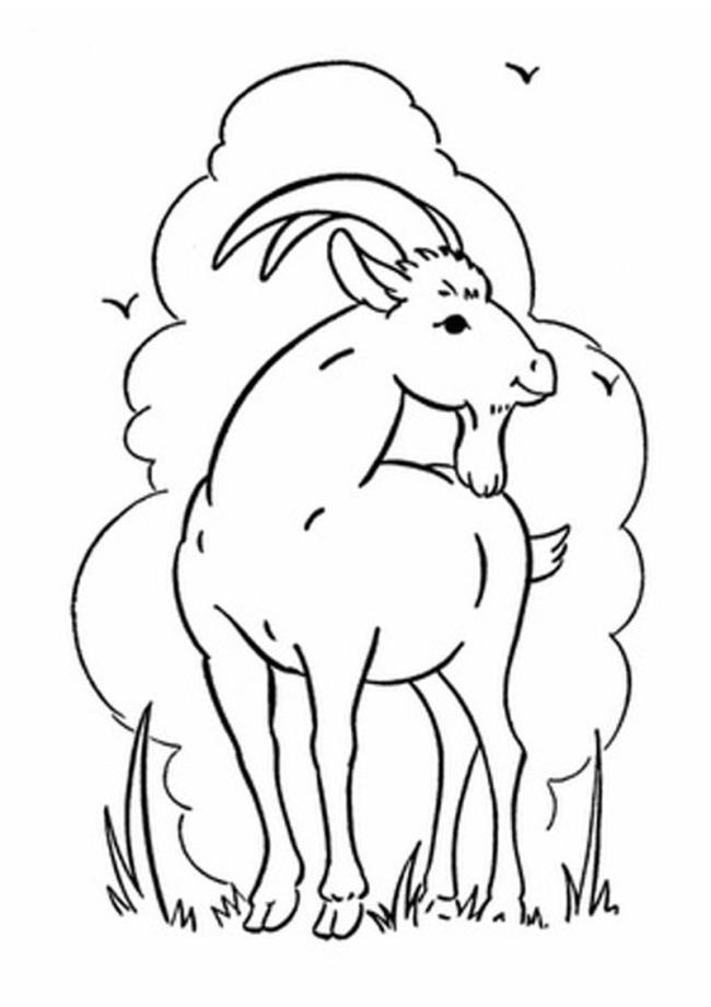 Collection of the best funny coloring pictures of goats for kids