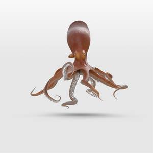 Octopus