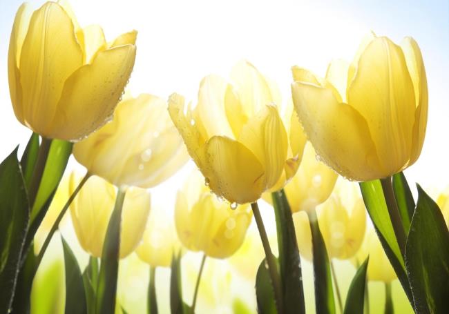Belles images de tulipes jaunes