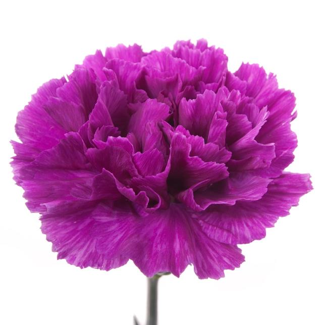 Kombinieren Sie Bilder der schönsten lila Nelke