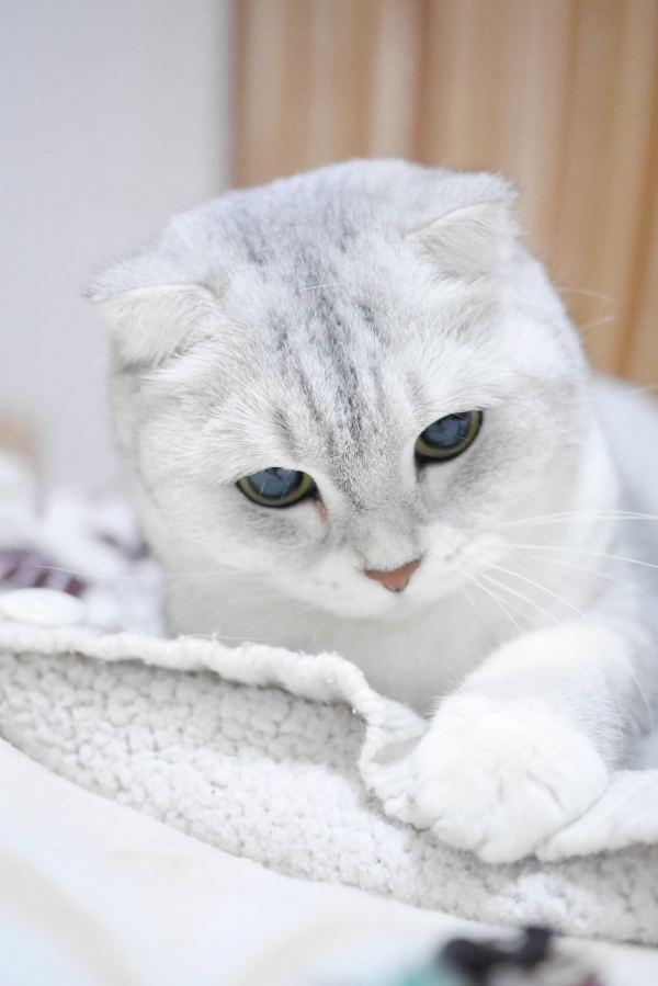 Resumen de las orejas de gato Scottish Fold más bellas