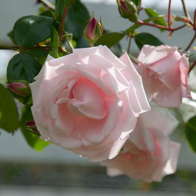 Coleção das mais belas rosas de escalada