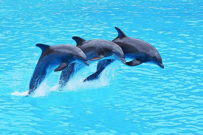 Sammlung der schönsten Delfine