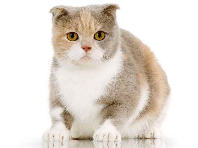 가장 아름다운 스코틀랜드 폴드 고양이 귀 요약