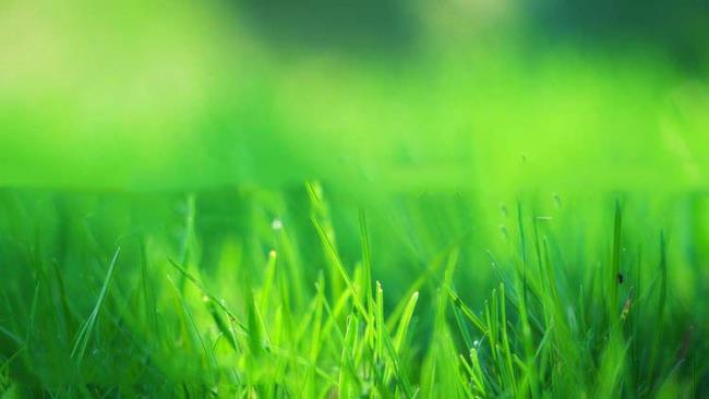 Collection des plus beaux fonds d'écran d'herbe verte