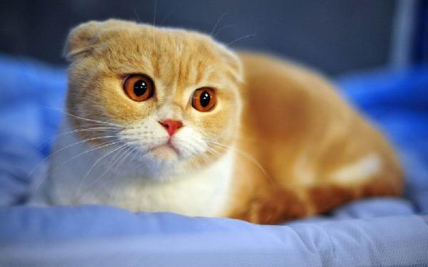 Summary of the most beautiful Scottish Fold cat ears