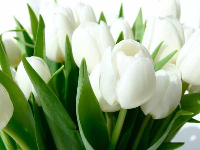 Gambar tulip putih yang indah