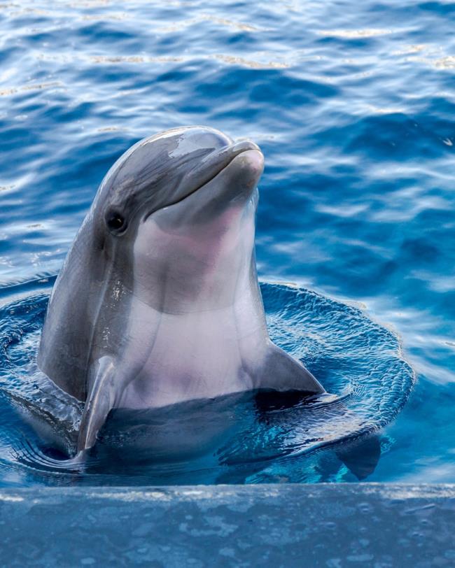 مجموعه زیباترین دلفین ها