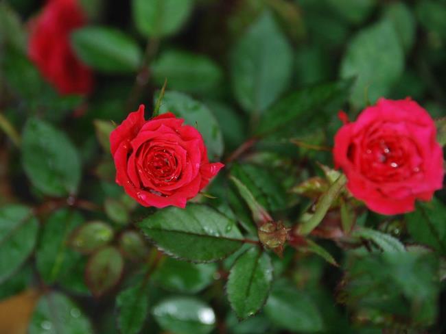 Combinando imágenes de las rosas sabias más bellas