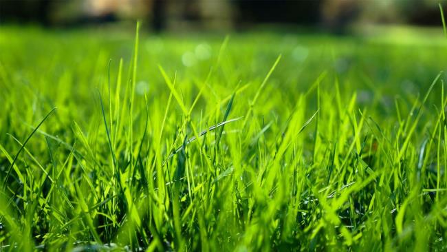 مجموعة من أجمل خلفيات العشب الأخضر