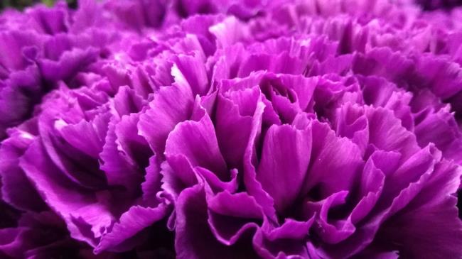 Сочетание изображений самой красивой фиолетовой гвоздики