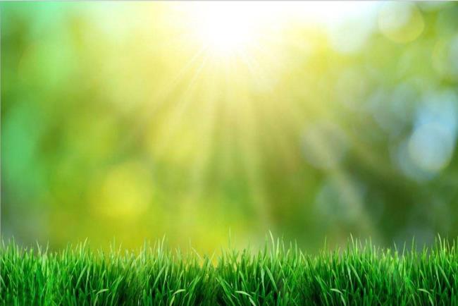 Collection of the most beautiful green grass wallpapers