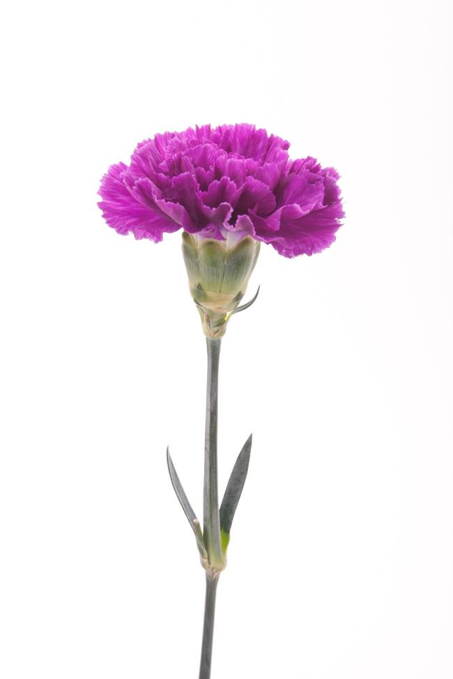 Afbeeldingen combineren van de mooiste paarse anjer