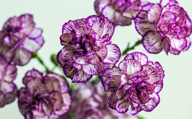 Combiner des images des plus beaux œillets violets