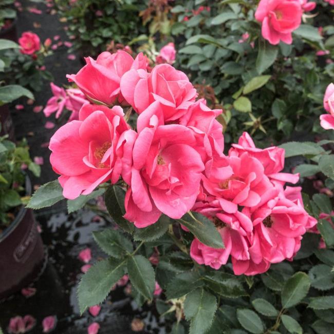 مجموعه ای از زیباترین گلهای رز کوهنوردی