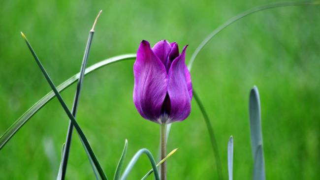 Beautiful purple tulips images