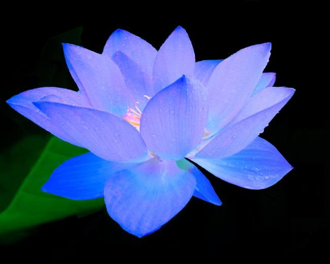 最も美しい青い蓮の画像のコレクション