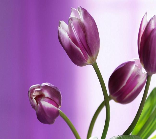 Images de belles tulipes pourpres