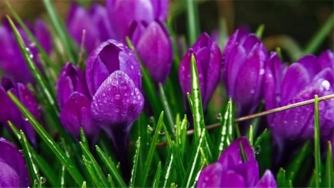 Gambar tulip ungu yang indah