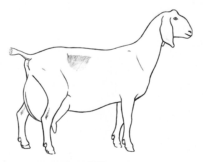 Collection of the best funny coloring pictures of goats for kids