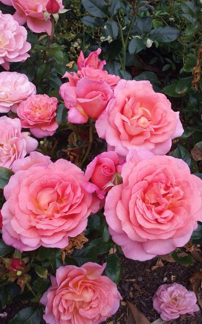 Coleção das mais belas rosas de escalada