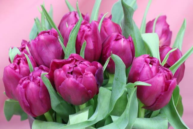 Gambar tulip ungu yang indah