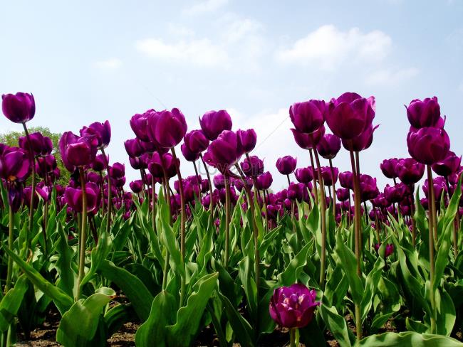 Images de belles tulipes pourpres