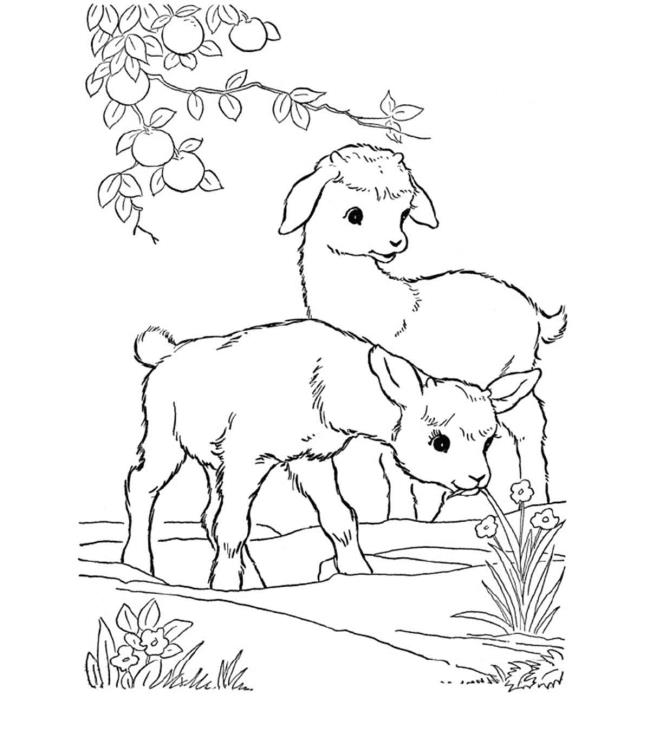 Collection of the best funny coloring pictures of goats for kids