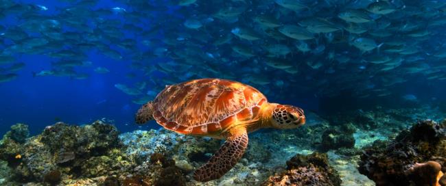 Collection of the most beautiful turtle images