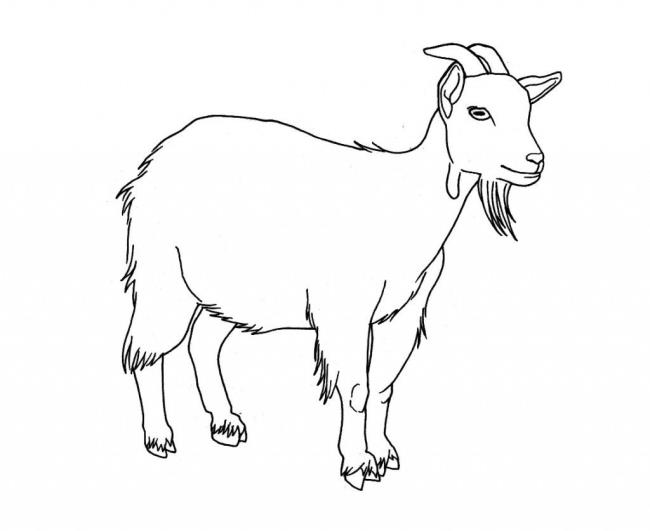 Collection of the best funny coloring pictures of goats for kids