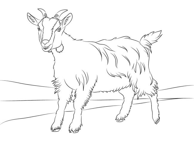 Collection of the best funny coloring pictures of goats for kids