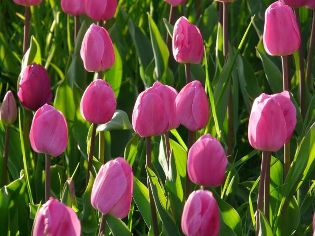 Gambar tulip merah muda yang indah 