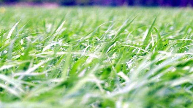 Sammlung der schönsten grünen Gras Tapeten
