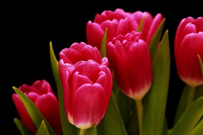 Beautiful pink tulips images 